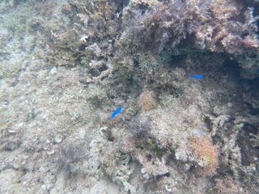 アマミエンシスに投稿された画像（2020/11/28）