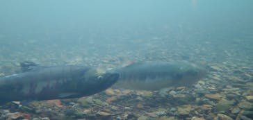 サケのふるさと 千歳水族館に投稿された画像（2020/11/28）