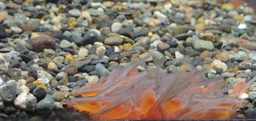 サケのふるさと 千歳水族館に投稿された画像（2020/11/28）