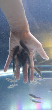 サケのふるさと 千歳水族館に投稿された画像（2020/11/28）