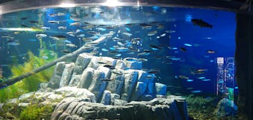 サケのふるさと 千歳水族館に投稿された画像（2020/11/28）