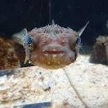 京都水族館に投稿された画像（2020/11/28）