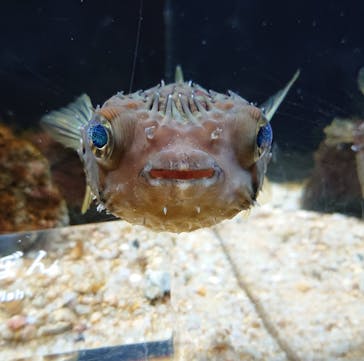 京都水族館に投稿された画像（2020/11/28）
