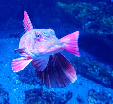 京都水族館に投稿された画像（2020/11/28）