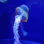 すみだ水族館に投稿された画像（2020/11/28）