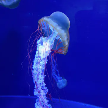 すみだ水族館に投稿された画像（2020/11/28）