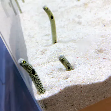 すみだ水族館に投稿された画像（2020/11/28）