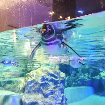 すみだ水族館に投稿された画像（2020/11/28）