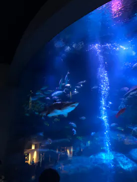 すみだ水族館に投稿された画像（2020/11/28）