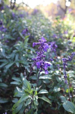 神戸布引ハーブ園／ロープウェイに投稿された画像（2020/11/23）