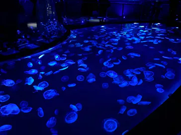 すみだ水族館に投稿された画像（2020/11/28）