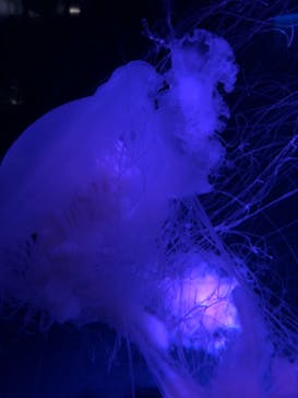 京都水族館に投稿された画像（2020/11/28）