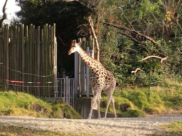 天王寺動物園に投稿された画像（2020/11/28）
