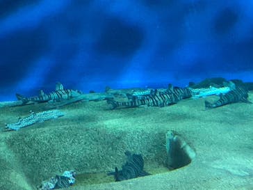 アクアワールド茨城県大洗水族館に投稿された画像（2020/11/28）