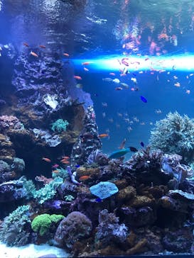 サンシャイン水族館に投稿された画像（2020/11/28）