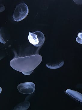 サンシャイン水族館に投稿された画像（2020/11/28）