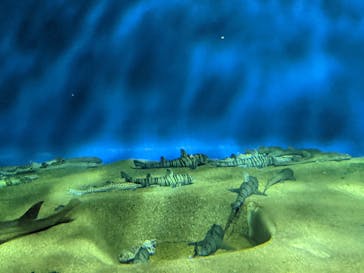 アクアワールド茨城県大洗水族館に投稿された画像（2020/11/28）