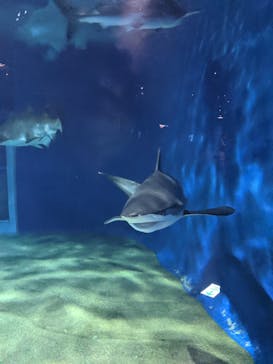 アクアワールド茨城県大洗水族館に投稿された画像（2020/11/28）