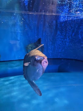 アクアワールド茨城県大洗水族館に投稿された画像（2020/11/28）