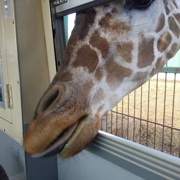 岩手サファリパークに投稿された画像（2020/11/28）