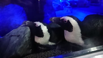 京都水族館に投稿された画像（2020/11/28）
