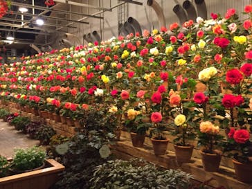 なばなの里に投稿された画像（2020/11/28）