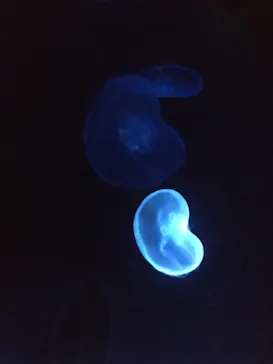 すみだ水族館に投稿された画像（2020/11/28）