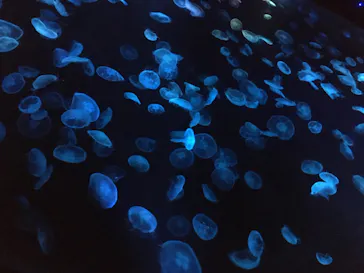 すみだ水族館に投稿された画像（2020/11/28）