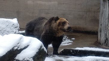 旭川市旭山動物園に投稿された画像（2020/11/28）