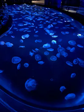 すみだ水族館に投稿された画像（2020/11/28）