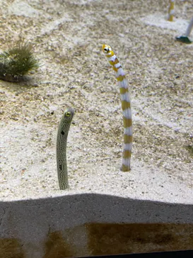 すみだ水族館に投稿された画像（2020/11/28）