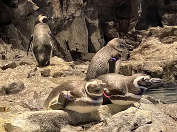 すみだ水族館に投稿された画像（2020/11/28）