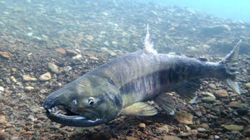 サケのふるさと 千歳水族館に投稿された画像（2020/11/28）