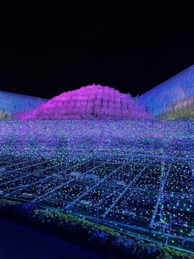 なばなの里に投稿された画像（2020/11/28）