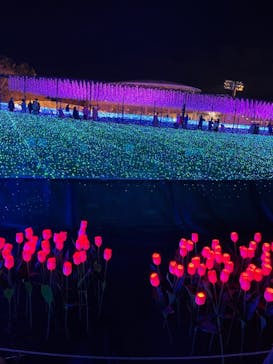 なばなの里に投稿された画像（2020/11/28）