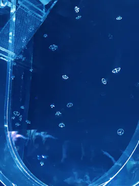 すみだ水族館に投稿された画像（2020/11/28）