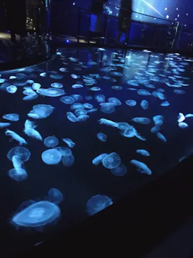 すみだ水族館に投稿された画像（2020/11/28）