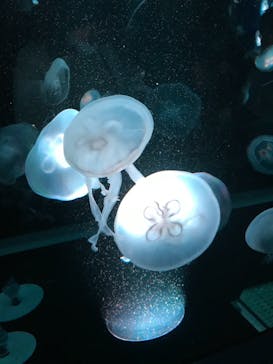 京都水族館に投稿された画像（2020/11/28）