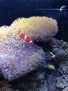 京都水族館に投稿された画像（2020/11/28）