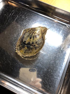 三重県真珠に投稿された画像（2020/11/29）