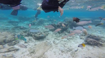 武藤潜水に投稿された画像（2020/11/29）