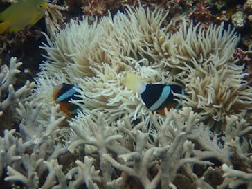 マリンヴィレッジ奄美に投稿された画像（2020/11/29）