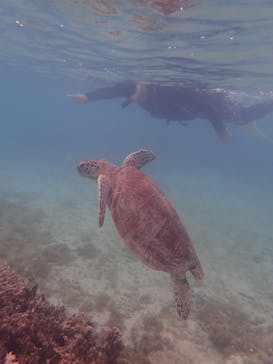 マリンヴィレッジ奄美に投稿された画像（2020/11/29）