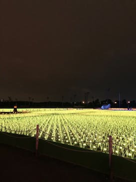 東京メガイルミに投稿された画像（2020/11/29）