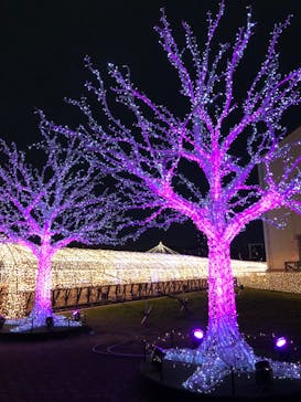 東京メガイルミに投稿された画像（2020/11/29）