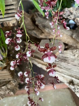 ビオスの丘に投稿された画像（2020/11/29）