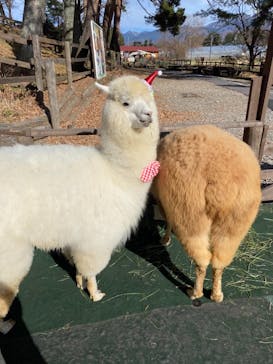 八ヶ岳アルパカ牧場に投稿された画像（2020/11/29）