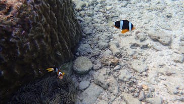 ダイビングショップ Sea Free（シーフリー）に投稿された画像（2020/11/29）