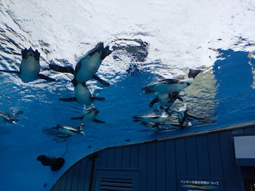 サンシャイン水族館に投稿された画像（2020/11/29）