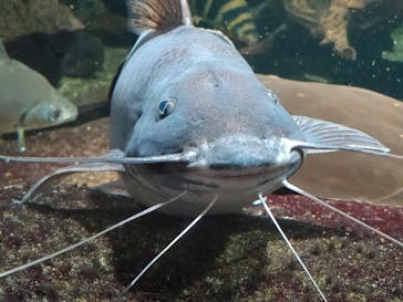 サンシャイン水族館に投稿された画像（2020/11/29）